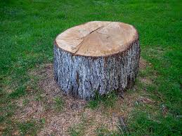 Reliable Holly Ridge, NC Tree Care Solutions