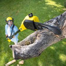 Best Lawn Renovation and Restoration  in Holly Ridge, NC