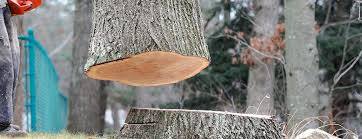 Best Tree Health Inspection  in Holly Ridge, NC