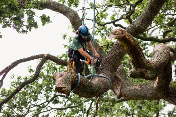 How Our Tree Care Process Works  in  Holly Ridge, NC