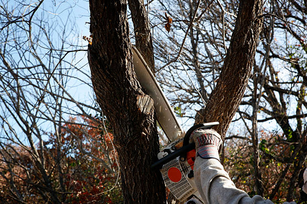 Best Lawn Disease Treatment  in Holly Ridge, NC